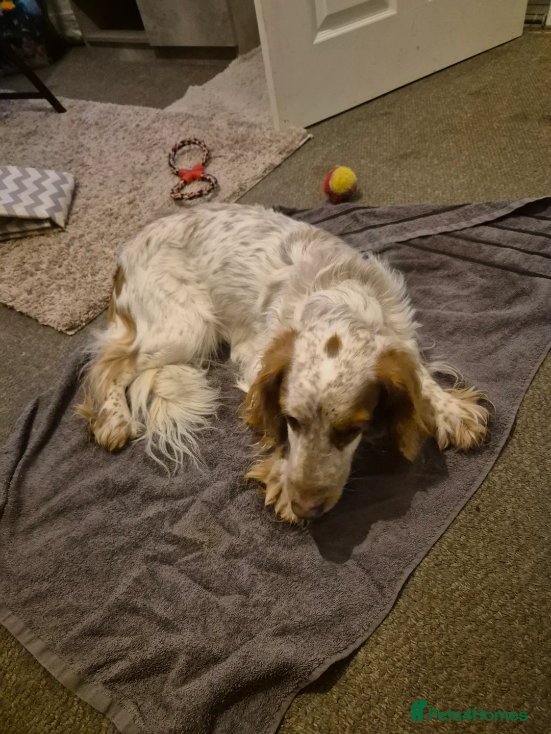 Cocker Spaniel dogs for sale: Spaniel  - Advert 3