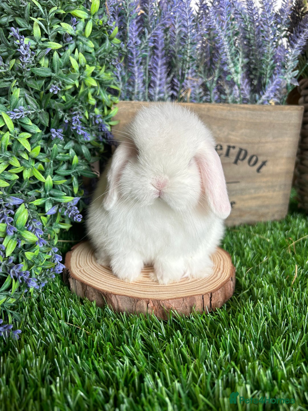 Mini Lop rabbits for sale: ⭐️ FRIENDLY PUREBRED MINI LOP BUNNIES ⭐️ - Image 21