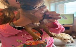 Jack Russell dogs for sale: Beautiful Jack Russell Puppies - Image 20