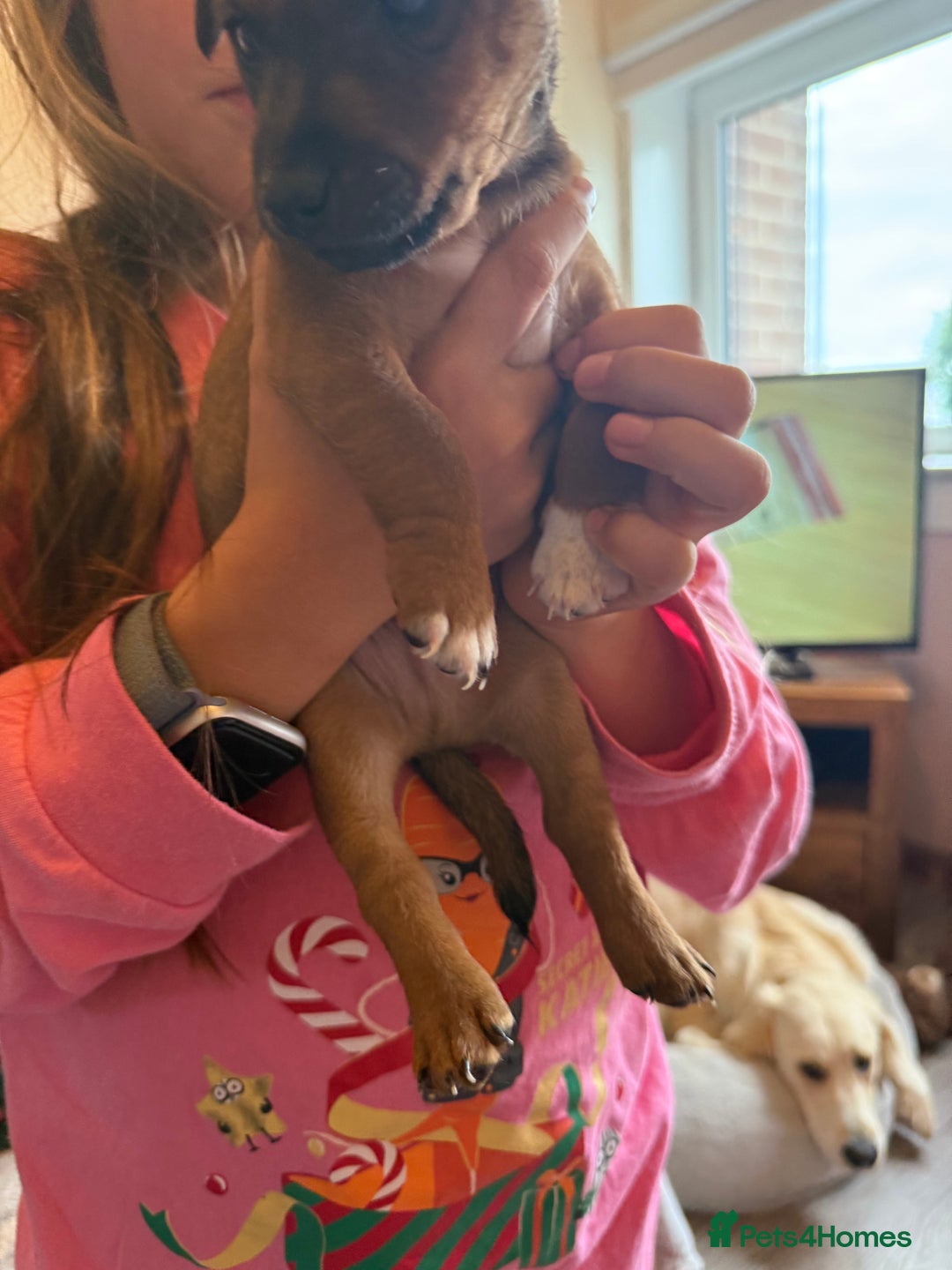 Jack Russell dogs for sale: Beautiful Jack Russell Puppies - Image 20