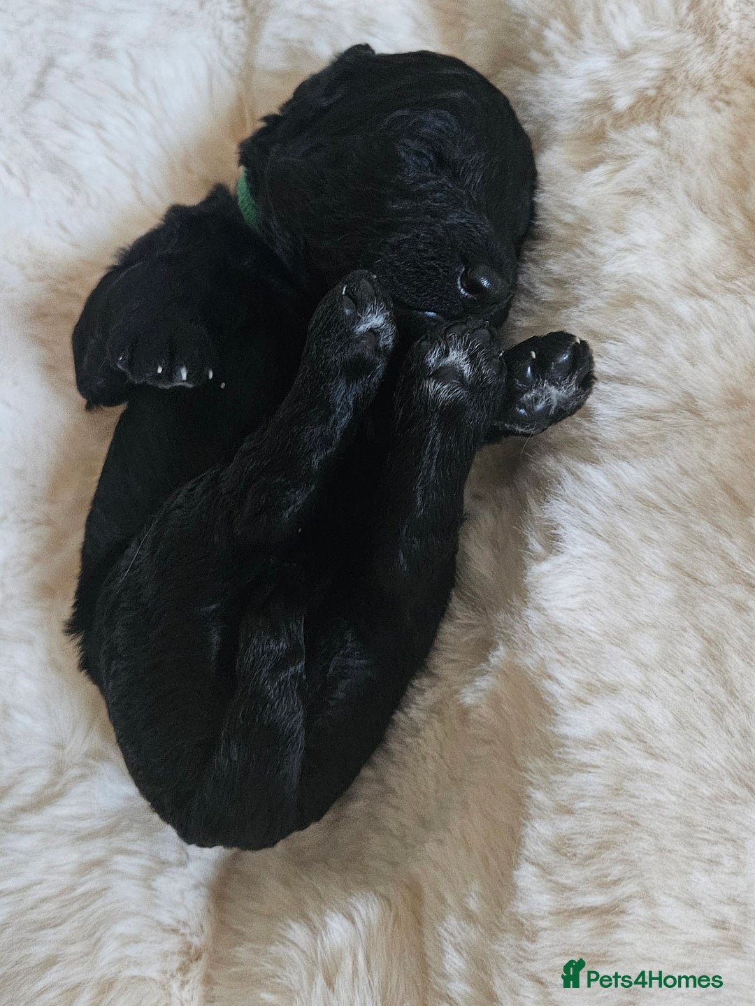 Goldendoodle dogs for sale: Gorgeous Healthy Goldendoodle Puppies - Image 17
