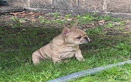 French Bulldog dogs for sale: French Bulldog puppies 3 girls and 3 boys - Image 7