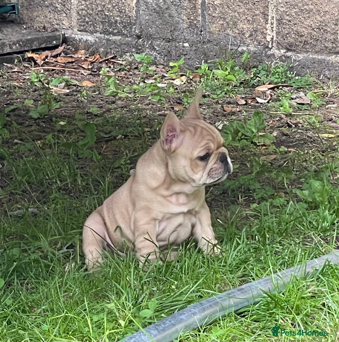 French Bulldog dogs for sale: French Bulldog puppies 3 girls and 3 boys - Image 7