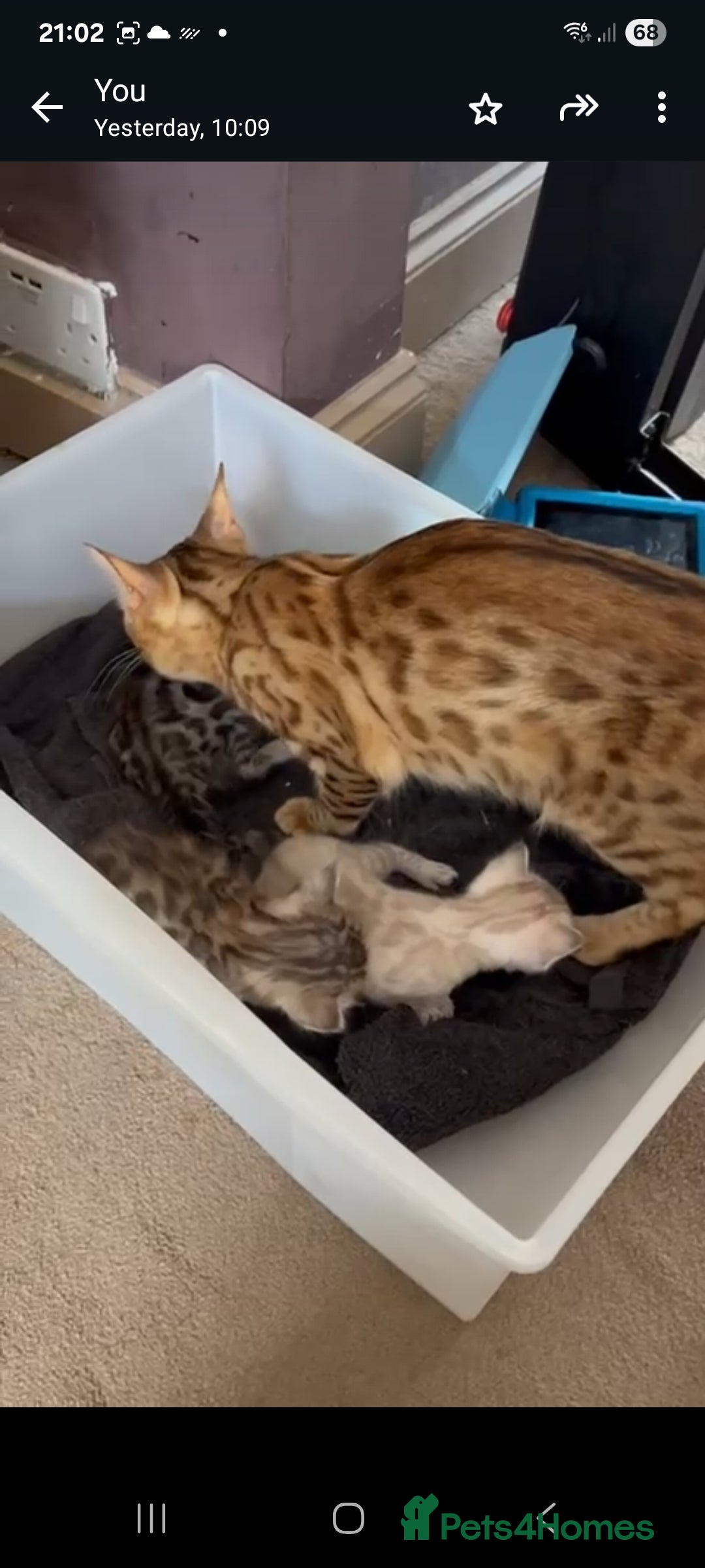 Bengal cats for sale: Bengal kitten ( 5 months)  - Image 3