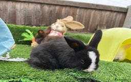 Mini Lop rabbits for sale: Autumn babies - Image 21