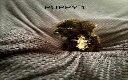 Mixed Breed dogs for sale: 5 X Rare BLUE CockerBlue’s  - Image 1