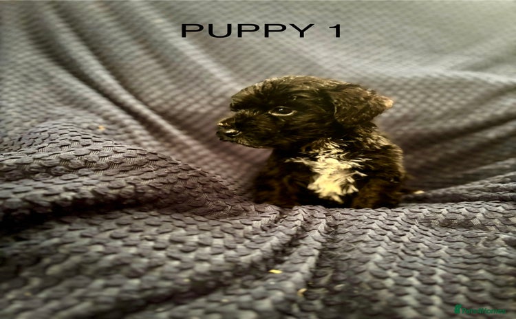 Mixed Breed dogs - Advert 9