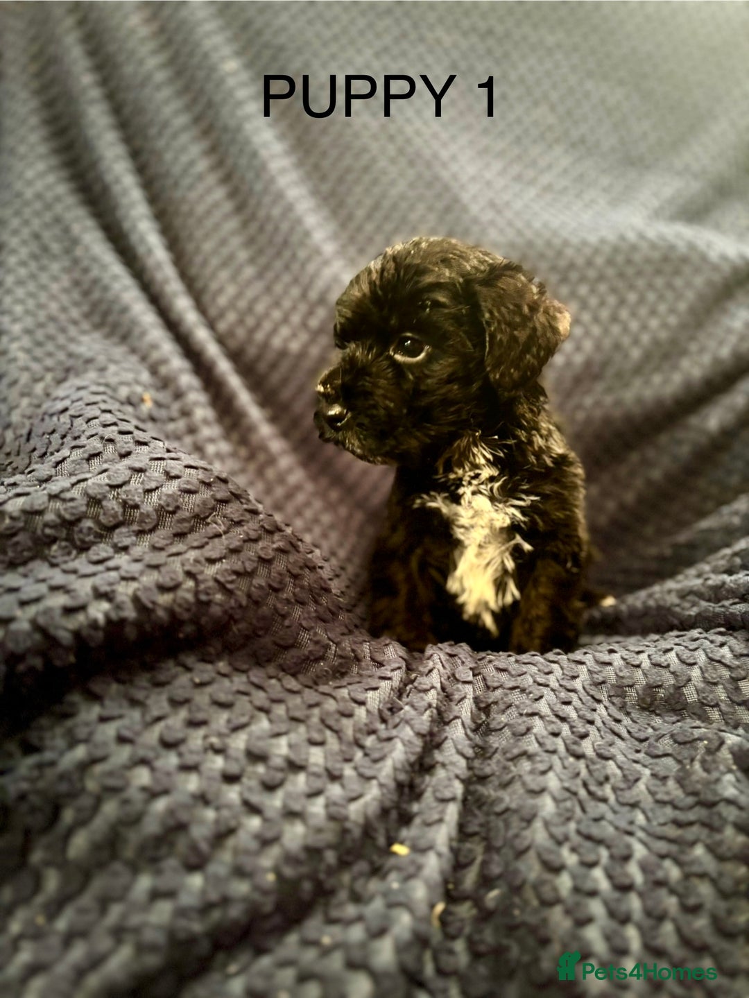 Mixed Breed dogs for sale: 5 X Rare BLUE CockerBlue’s  - Image 1