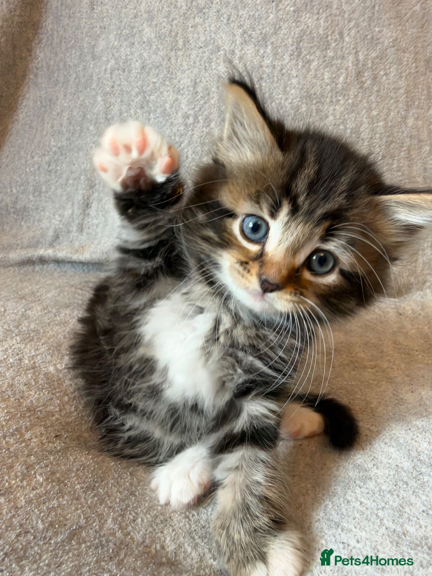 Mixed Breed cats Adorable Fluffy Tabby Kittens Ready For New Home!! - Advert 16