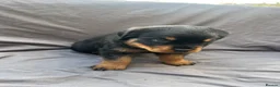 Rottweiler dogs for sale: Rottweiler pups - Advert 38