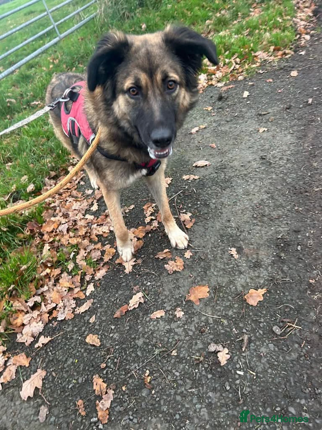 Mixed Breed dogs for adoption: Meet Sidney, currently residing in Cheshire  in Nantwich - Image 15