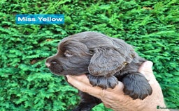 Mixed Breed dogs for sale:  Rare Little Glossy Chunks of Spaniel - Image 14