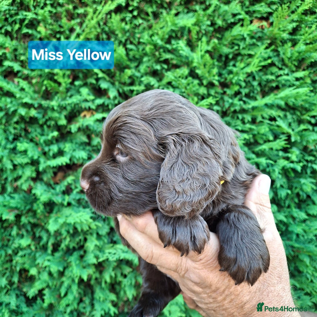 Mixed Breed dogs for sale:  Rare Little Glossy Chunks of Spaniel - Image 14