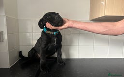 Cane Corso dogs for sale: Cane corso puppies  - Image 5