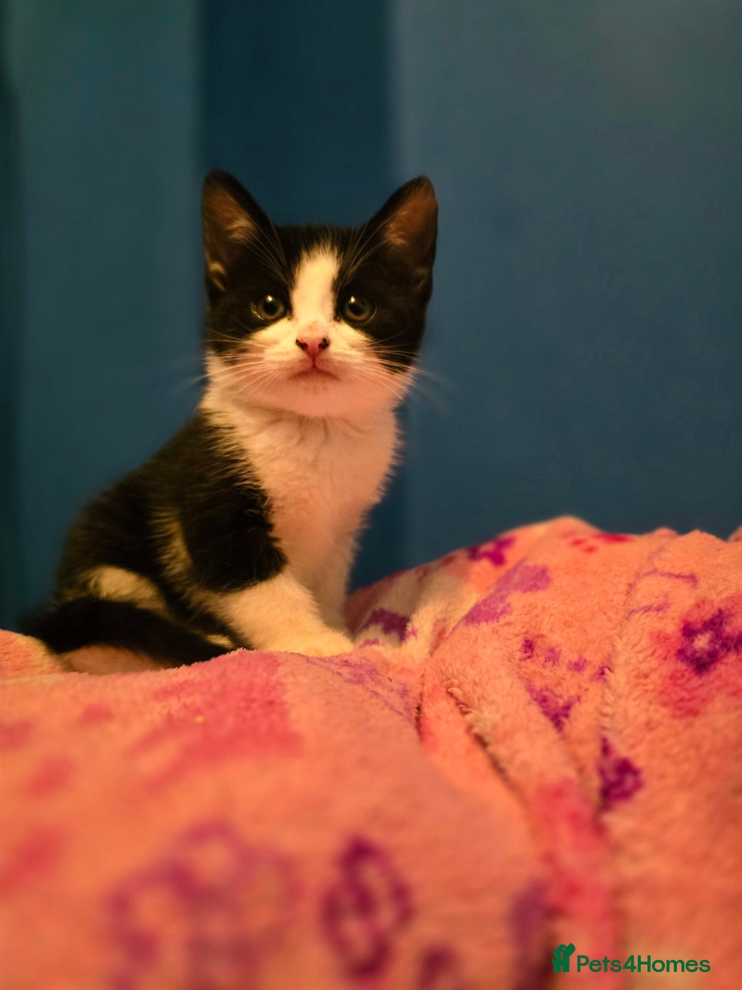 Mixed Breed cats for sale: Kittens - Image 16