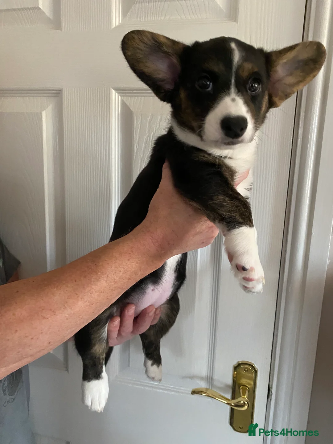 Welsh Corgi Cardigan dogs for sale: WELSH CARDIGAN CORGI GIRLS READY NOW - Advert 8