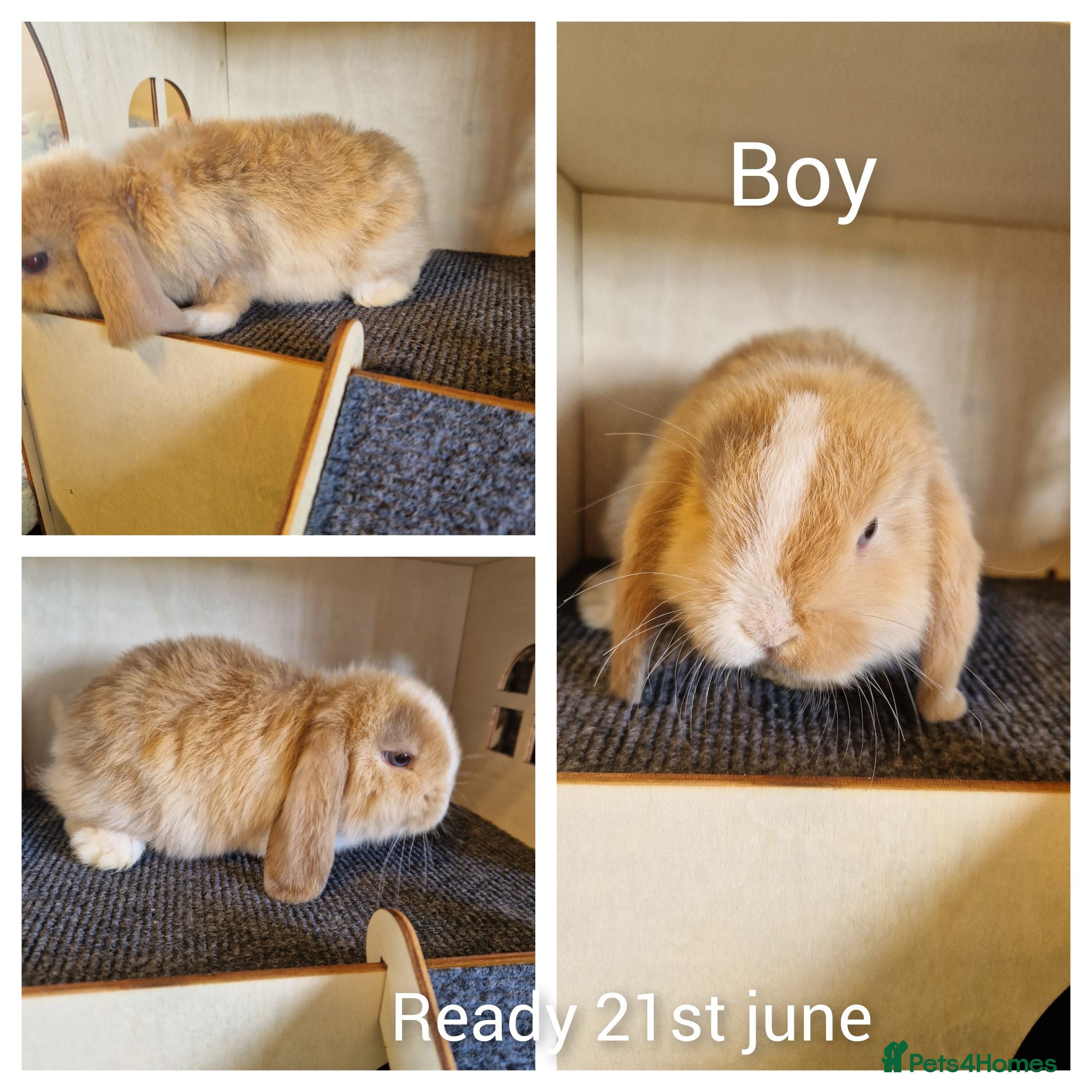 Mini Lop rabbits Mini lop kits to reserve  - Advert 7