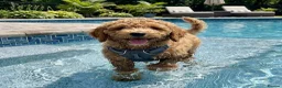 Double Doodle dogs for sale: Stunning Doodles Multigenerational - Licensed - Advert 5