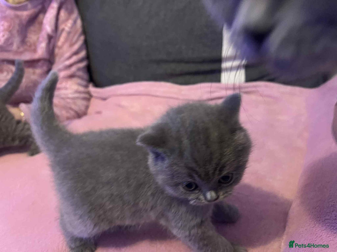 British Shorthair cats for sale: 3 Adorable BRITISH SHORTHAIR!!!!  - Advert 2
