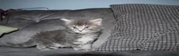 Maine Coon cats for sale: Gorgeous maine coon cross kittens - Advert 25