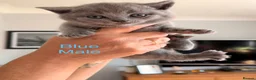 British Shorthair cats for sale: British blue shorthair kittens  - Advert 5