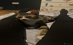 Domestic Shorthair cats for sale: Year old snuggle monster - Advert 3