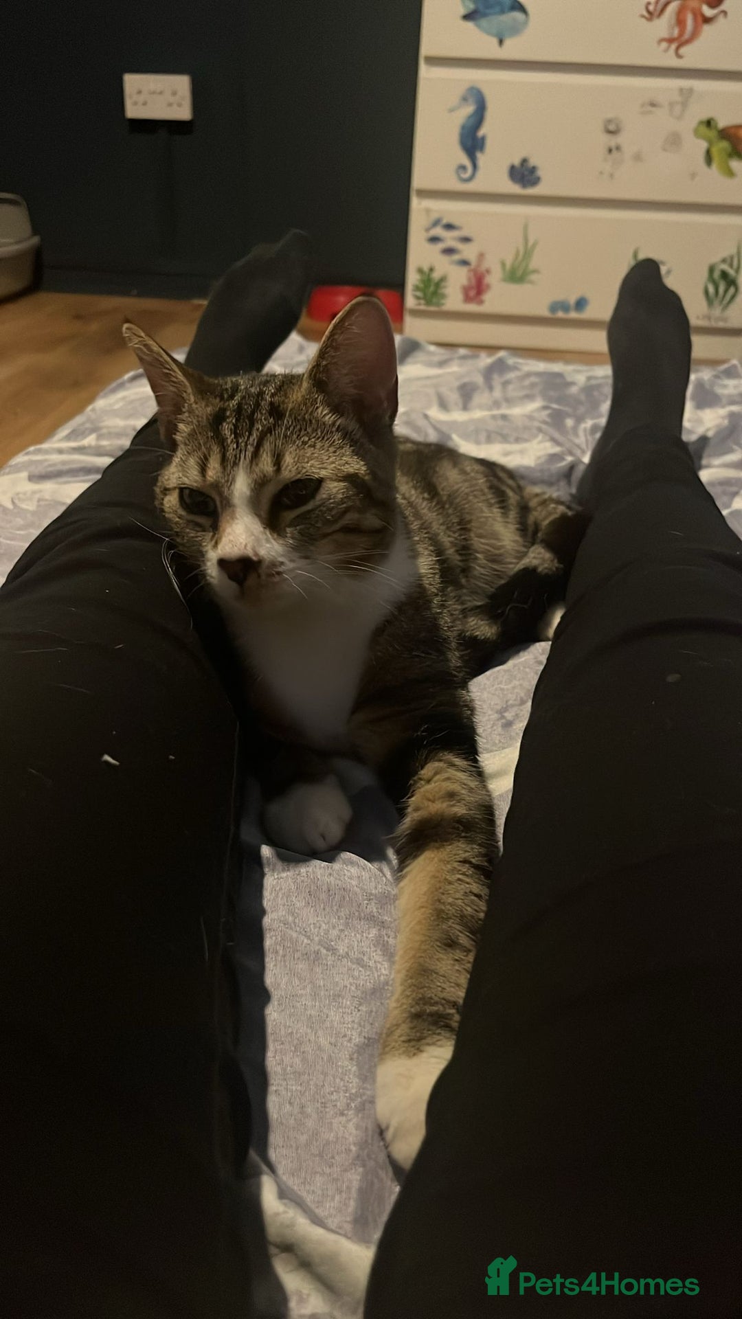 Domestic Shorthair cats for sale: Year old snuggle monster - Advert 3