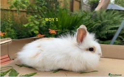 Mixed Breed rabbits for sale: Very pretty soft fluffy bunnies - Image 31