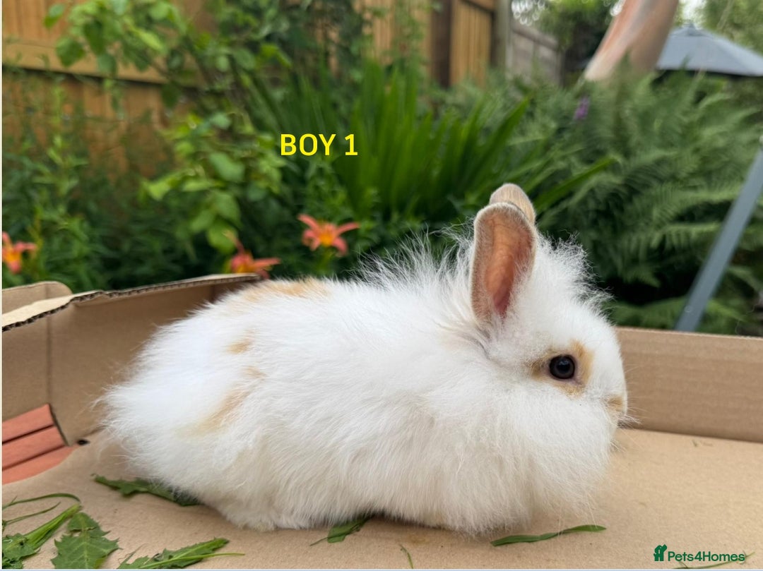 Mixed Breed rabbits for sale: Very pretty soft fluffy bunnies - Image 31