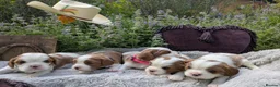 Cavalier King Charles Spaniel dogs for sale: Working Cavalier Spaniel Puppies  in Glasgow - Advert 4