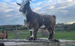 Goats livestock for sale: Small goat herd - Image 15
