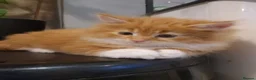 Norwegian Forest Cat cats for sale: Beautiful ginger Norwegian kittens  - Advert 5