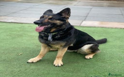 German Shepherd dogs for sale: Kara 6 Year Old GSD Looking For New Home - Image 1