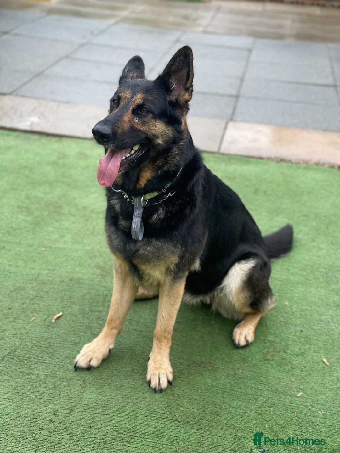 German Shepherd dogs for sale: Kara 6 Year Old GSD Looking For New Home - Image 1