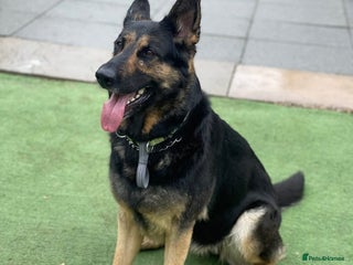 German Shepherd dogs - Advert 1