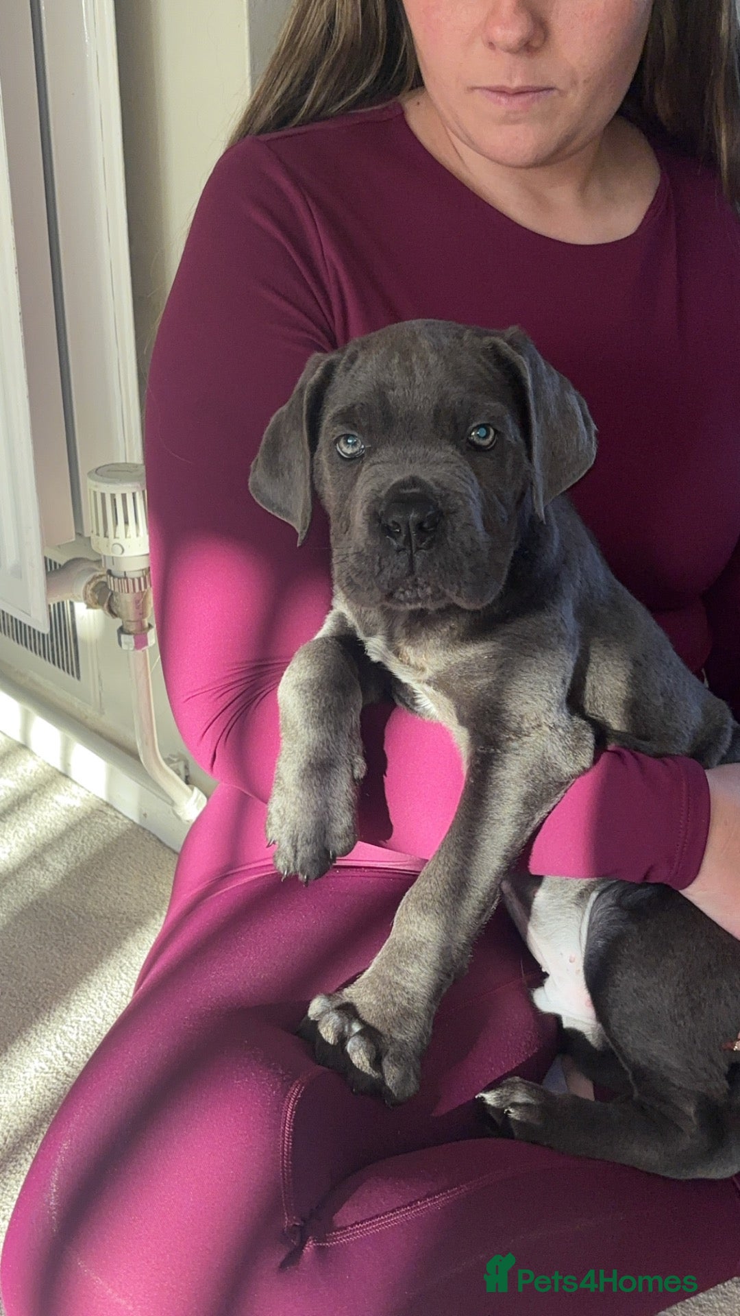 Cane Corso dogs Cane Corso puppies ***LAST BEAUTIFUL BOY *** - Advert 9