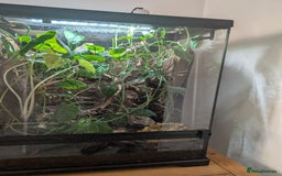 Frog reptiles for sale: Red Eyed Tree Frog - Advert 5