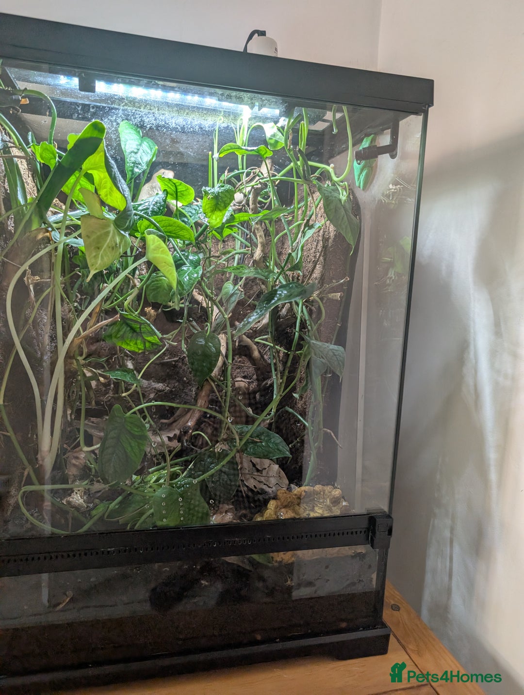 Frog reptiles for sale: Red Eyed Tree Frog - Advert 5