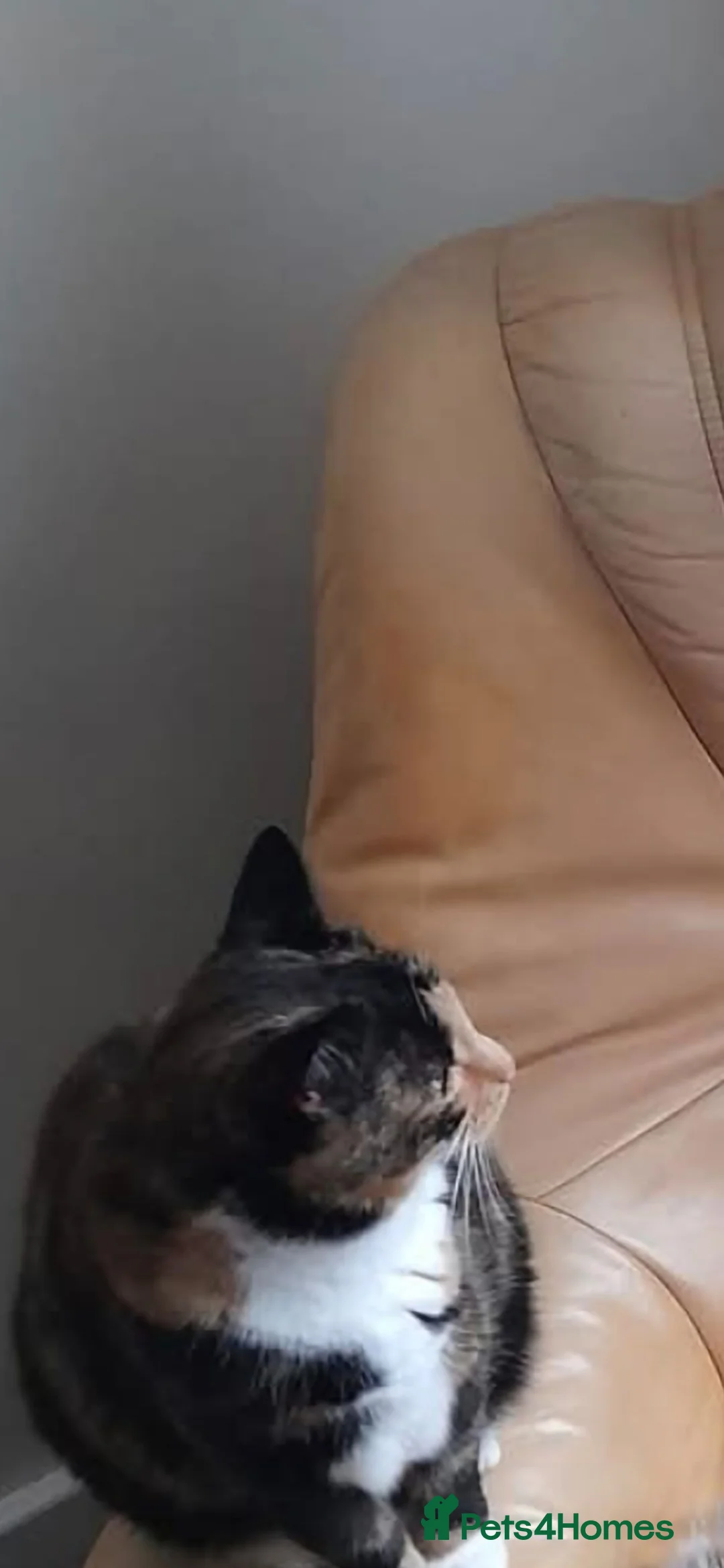Mixed Breed cats for sale: Older female cat  - Advert 2
