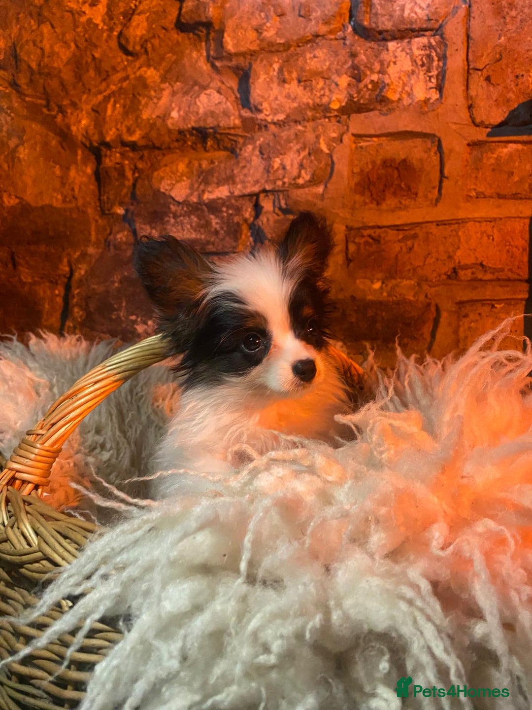 Papillon dogs for sale: KC Papillons DNA tested parents  - Advert 5