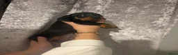 Dachshund dogs for sale: Dashhound puppies  in Kidderminster - Advert 4