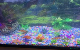 Fancy Goldfish fish for sale: goldfish with 100 litre tank - Image 3