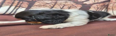 Cavalier King Charles Spaniel 4