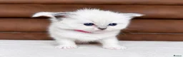 Ragdoll cats for sale: GCCF PEDIGREE RAGDOLL KITTENS - Advert 4