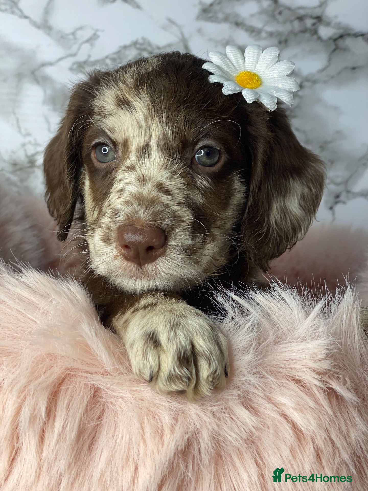 Labradoodle dogs Beautiful miniature labradoodle puppies - Advert 3