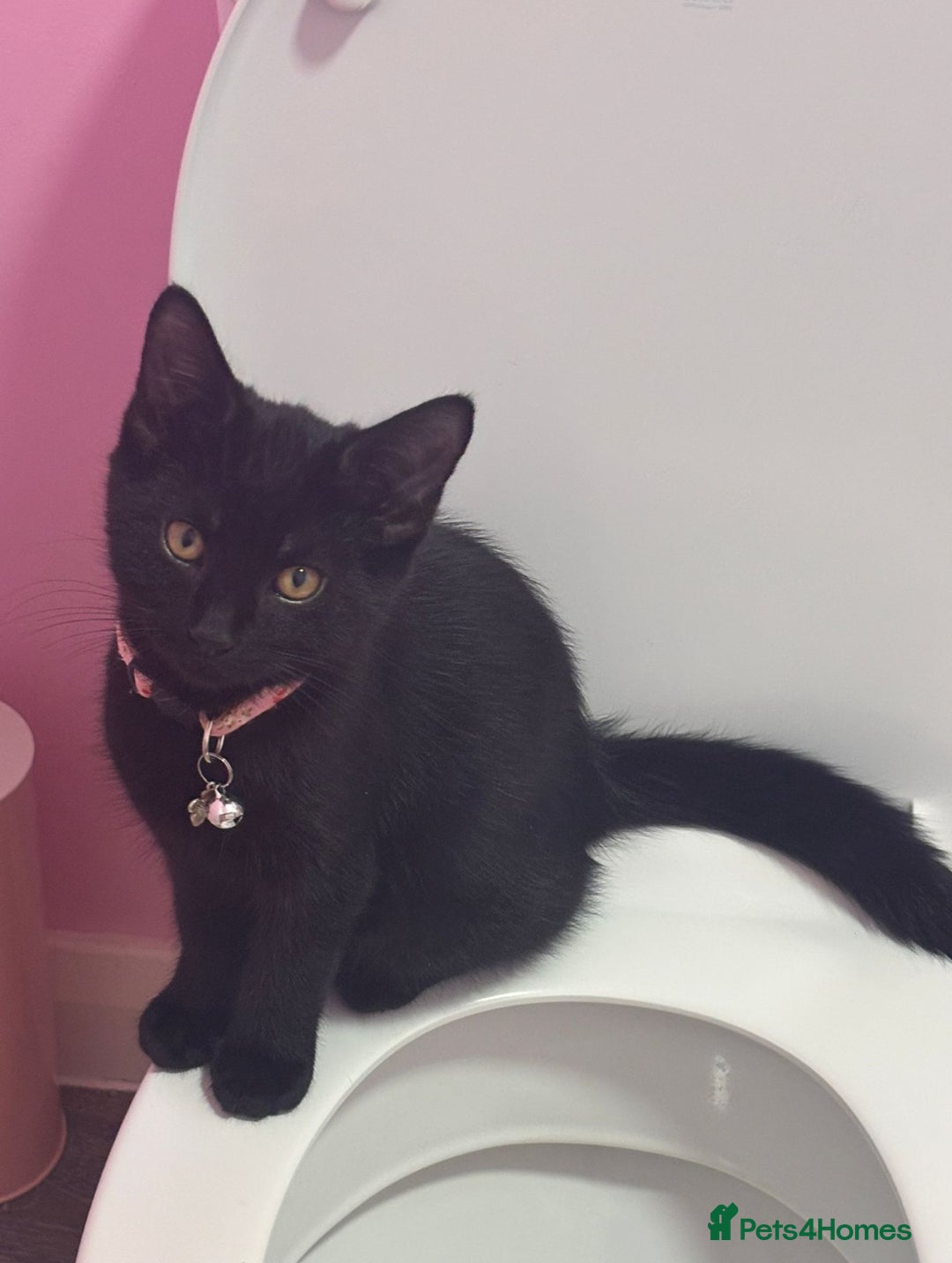 Bombay cats for sale: Free Kitten - Advert 1