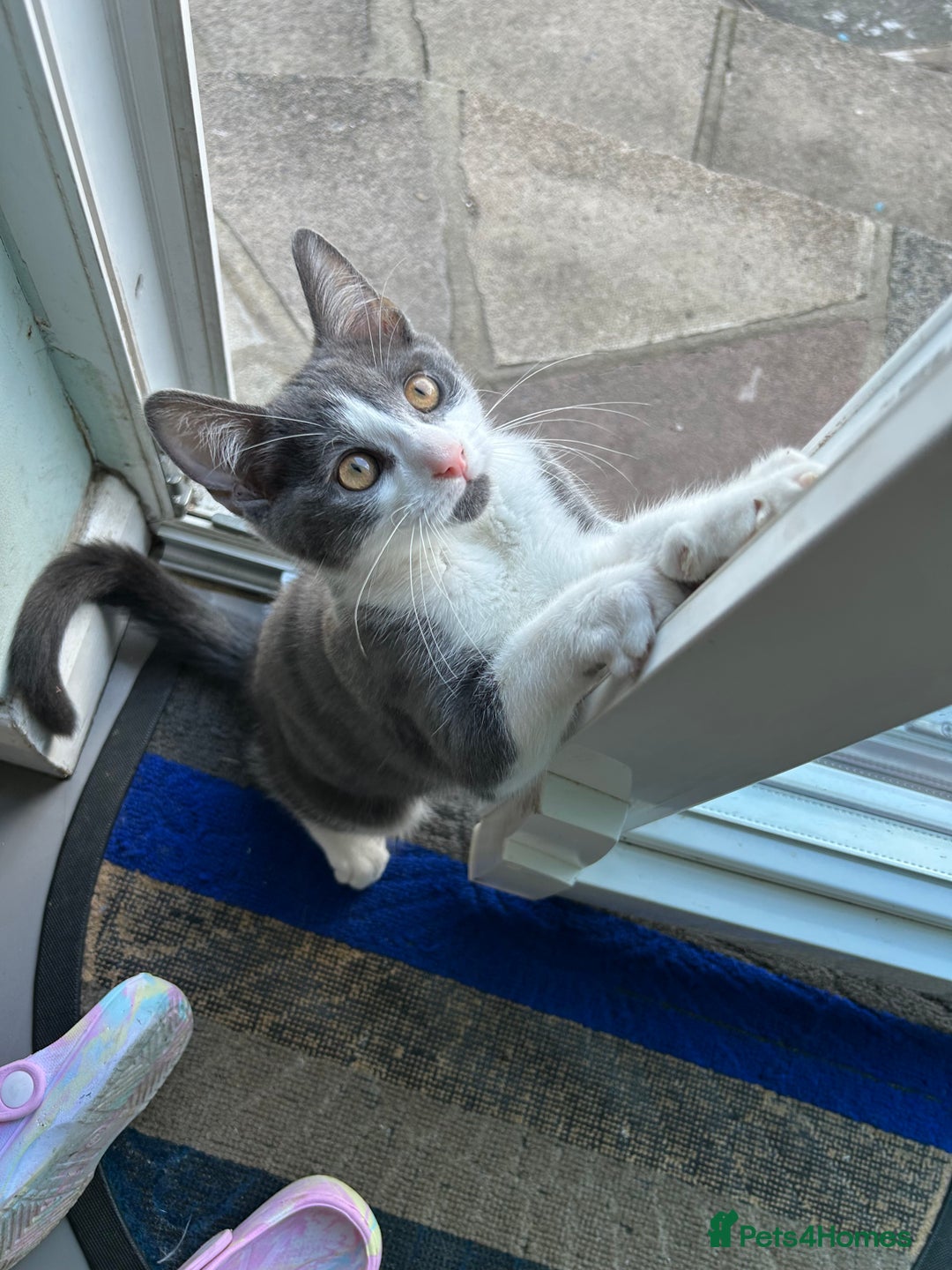 Russian Blue cats for sale: Charming Blue Boys - Image 4