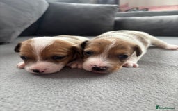 Jack Russell dogs for sale: Beautiful Jack russell puppies for sale  - Image 7