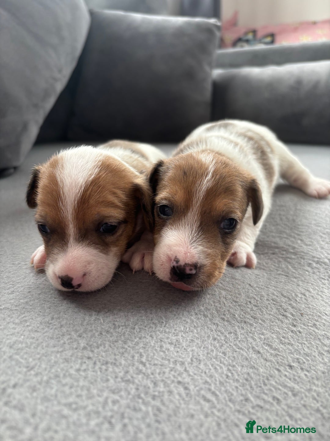 Jack Russell dogs for sale: Beautiful Jack russell puppies for sale  - Image 7
