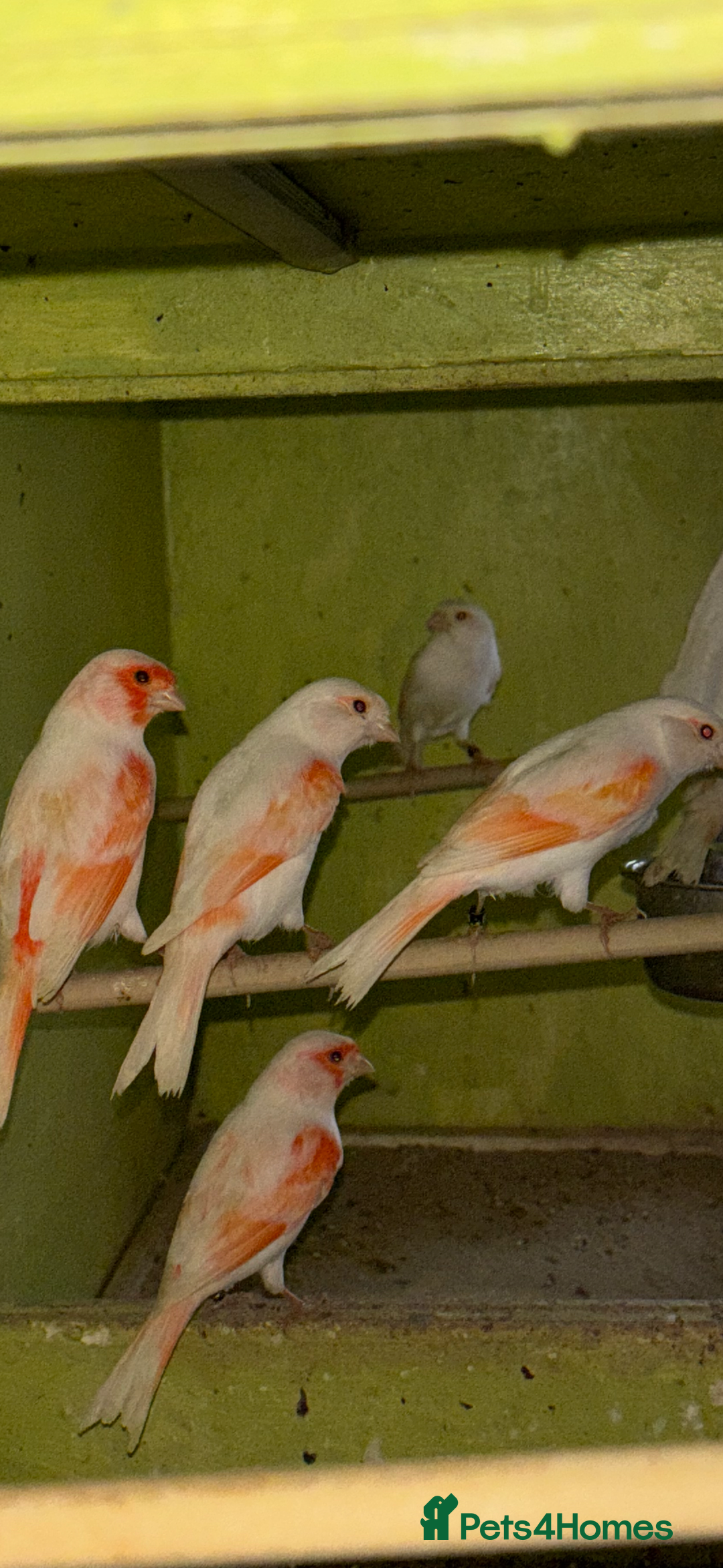 Canaries birds for sale: X11 Irish x4 red mosaic all 2025 and closed rung - Advert 15